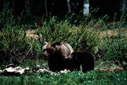 bamse, bjrn, bjrnhona, bjrnunge, bjrntel, brunbjrn, djur, dggdjur, kadaver, rovdjur, Sonfjllet, tel