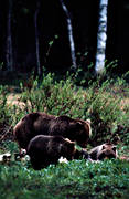 bamse, bjrn, bjrnhona, bjrnunge, bjrntel, brunbjrn, djur, dggdjur, kadaver, rovdjur, Sonfjllet, tel
