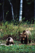 bamse, bjrn, bjrnhona, bjrnunge, bjrntel, brunbjrn, djur, dggdjur, kadaver, rovdjur, Sonfjllet, tel