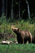 bamse, bjrn, bjrnhona, bjrnunge, bjrntel, brunbjrn, djur, dggdjur, kadaver, rovdjur, Sonfjllet, tel