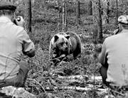 bamse, björn, björnfotografering, brunbjörn, djur, däggdjur, fotografering, rovdjur, svartvit