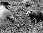 bamse, björn, björnfotografering, brunbjörn, djur, däggdjur, fotografering, rovdjur, svartvit