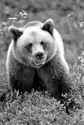 bamse, björn, brunbjörn, djur, däggdjur, närbild, rovdjur, svartvit