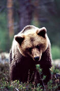 bamse, björn, brunbjörn, djur, däggdjur, närbild, rovdjur