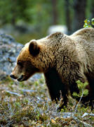 bamse, björn, brunbjörn, djur, däggdjur, profil, rovdjur