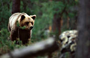bamse, björn, brunbjörn, djur, däggdjur, rovdjur