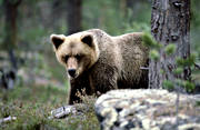 bamse, björn, brunbjörn, djur, däggdjur, rovdjur, tallskog