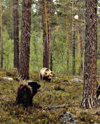 bamse, björn, brunbjörn, djur, däggdjur, hund, hundar, lapphund, rovdjur