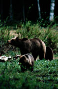 bamse, björn, björnhona, björnunge, björnåtel, brunbjörn, djur, däggdjur, kadaver, rovdjur, Sonfjället, åtel
