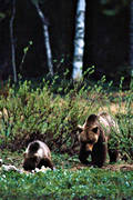 bamse, björn, björnhona, björnunge, björnåtel, brunbjörn, djur, däggdjur, kadaver, rovdjur, Sonfjället, åtel