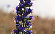 biotop, biotoper, blomma, blommande, blommor, bleld, echium vulgare, Landskap, natur, vxt, vxter, ng, ngsmark
