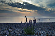 biotop, biotoper, blomma, blommande, blommor, bleld, echium vulgare, Gotland, hav, havet, havsstrand, landskap, natur, sommar, strand, vxt, vxter, ng, ngsmark