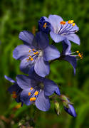 blad, blomma, blommor, bl, blgull, natur, vxter, ngar, ngsmark