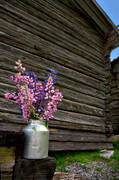 blomma, blommor, blomsterknippa, blomsterkvast, bl, bukett, bunt, knippa, lila, lupiner, rd, sommar, sommarblommor, vxter