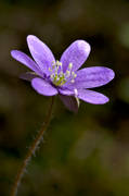 biotop, biotoper, blomma, bl, blsippa, natur, sippa, skog, skogar, skogsmark, vr, vrblomma, vrblommor
