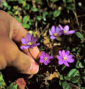 biotop, biotoper, blommor, blsippor, natur, plocka, plockas, skog, skogar, skogsmark, vr, vrblommor, rstid, rstider