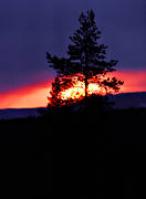 himmel, kvll, ljus, soluppgng, stmning, stmningsbild, stmningsbilder, tall, trd, vr, rstid, rstider