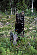 biotop, biotoper, brand, milj, natur, skog, skogar, skogsbrand, skogsmark, stubbe, tjrstubbe, urskog