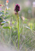 blad, blommor, brunkulla, grn, Jmtland, landskapsblomma, landskapsblommor, natur, vxter, ngar, ngsmark
