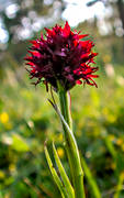 blommor, brunkulla, Jmtland, landskapsblomma, landskapsblommor, natur, vxter, ngar, ngsmark