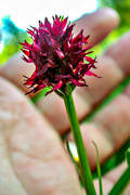 blommor, brunkulla, Jmtland, landskapsblomma, landskapsblommor, natur, vxter, ngar, ngsmark