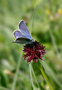 biotop, biotoper, blommor, blvinge, brunkulla, fjril, Jmtland, landskapsblomma, landskapsblommor, natur, vxter, ngar, ngsmark