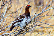 dalripa, dalripor, djur, fjllfgel, fgel, fglar, hnsfgel, Lagopus lagopus, skogshns, vr, Willow Ptarmigan