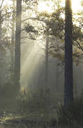 dimma, höst, morgon, morgondimma, skog, storskog, stämning, stämningsbild, stämningsbilder, trolsk, trolskt, årstid, årstider, älvor