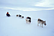 draghund, draghundar, fjällen, grönlandshund, grönländare, hundspann, slädfärd, slädhund, slädhundar, uteliv, vinter, äventyr