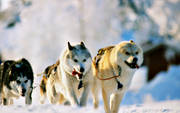 djur, draghund, draghundar, dggdjur, grnlandshundar, grnlndare, hund, hundar, hundspann