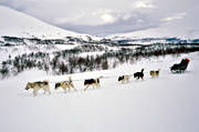 djur, draghund, draghundar, draghundtur, fjll, fjlltur, grnlandshundar, hundar, sldfrd, sldhund, sldhundar, uteliv, vinter, ventyr