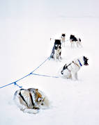 draghund, draghundar, draghundtur, draglina, frysa, fryser, grnlandshundar, hund, hundar, kallt, kura, kurar, ovder, sldhund, sldhundar, sn, snstorm, storm, uteliv, vinter, ventyr, versnad