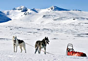 draghund, draghundar, draghundtur, fjll, fjllnatur, friluftsliv, hund, hundar, hundspann, husky, lillsylen, pulka, siberian, skidor, skidkare, skidkning, sldhund, sldhundar, sn, sylarna, Syltoppen, uteliv, vinter, rstid, rstider, ventyr