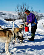 draghund, draghundar, draghundtur, hundar, mata, sldhund, sldhundar, uteliv, utfodra, vinter, ventyr