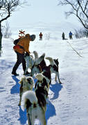 draghund, draghundar, draghundtur, fjllfolk, grnlandshundar, hundfrare, kallt, sldfrd, sldhund, sldhundar, sldhundtur, sn, uteliv, vinter, ventyr