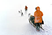 draghund, draghundar, draghundtur, fjllfolk, hundfrare, kallt, ovder, sldfrd, sldhund, sldhundar, sldhundtur, sn, snstorm, storm, uteliv, vinter, ventyr