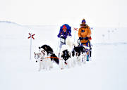 draghund, draghundspann, fjll, fjlled, fjllen, fjlltur, grnlandshundar, grnlndare, hundar, hundspann, led, ledkryss, slde, sldfrd, sldhund, sldhundar, sn, vinter, ventyr