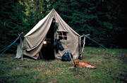 camping, finnspets, fågeljakt, jakt, kväll, Raija, skällande fågelhund, trädskällare, trädskällarjakt, tält, öga*