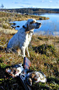 djur, dggdjur, engelsk setter, fjlljakt, fgelhund, hund, hundar, jakt, jaktbyte, ripa, ripjakt, setter, stende fgelhund