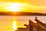 fgel, gul, hav, landskap, natur, solnedgng, sommar