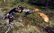 eld, finnspets, fgeljakt, jakt, rast, skllande fgelhund, trdskllare, trdskllarjakt, ga*