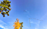 djur, flyttfgelstrck, flyttfglar, fgelstrck, fglar, gss, plogform, strckfglar