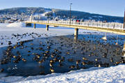 Badhusparken, frost, fglar, gss, Jmtland, kallt, kyla, midvinter, stmning, stmningsbild, stmningsbilder, vinter, vinterstaden, vinterstmning, nder, stersund, vervintra, vervintrar, vervintring