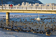 Badhusparken, frost, fglar, gss, Jmtland, kallt, kyla, midvinter, park, stmning, stmningsbild, stmningsbilder, vinter, vinterstaden, vinterstmning, nder, stersund, vervintra, vervintrar, vervintring