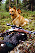 finnspets, jakt, skllande fgelhund, tjder, tjderjakt, tjdertupp, trdskllare, trdskllarjakt, ga*