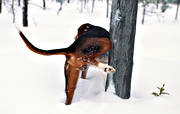 djur, dggdjur, finnstvare, harhund, harjakt, hund, hundar, markera, markerar, pissar, revir, stvare, urinerar