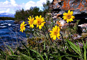 Abisko, arnica angustiflora, biotop, biotoper, blommor, fjll, fjllarnika, fjllblomma, fjllblommor, fjllen, natur, vxter