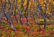 bjrk, gul, gul lv, hst, hstbild, hstfrg, hstfrger, nationalpark, Stora Sjfallet, Stora Sjfallets nationalpark, vxt, vxter