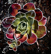 biotop, biotoper, blad, blommor, brudsljan, fjll, fjllblommor, fjllbrud, fjllen, fjllnatur, fridlyst, natur, saxifraga cotyledon, vxter