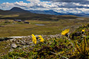 Blhammaren, Blhammarens fjllstation, fjll, fjllandskap, fjllen, fjllfibbla, fjllvandring, friluftsliv, hgfjll, hgfjllen, Jmtland, landskap, natur, sommar, sommarfjll, STF, rstider